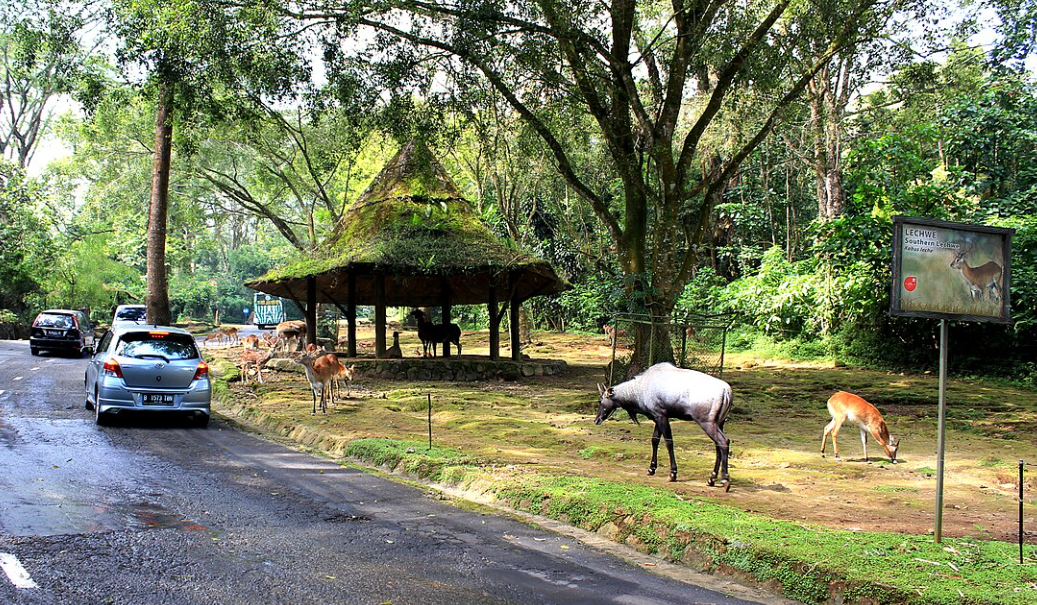 Taman Safari Indonesia Bogor, Indonesia